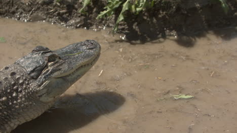 eating a rat - alligator in the water