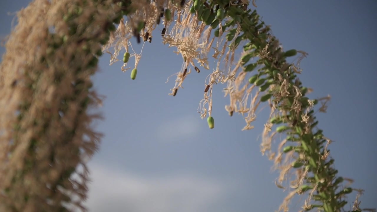 2 different focus point on an Agave flower, with sky behind