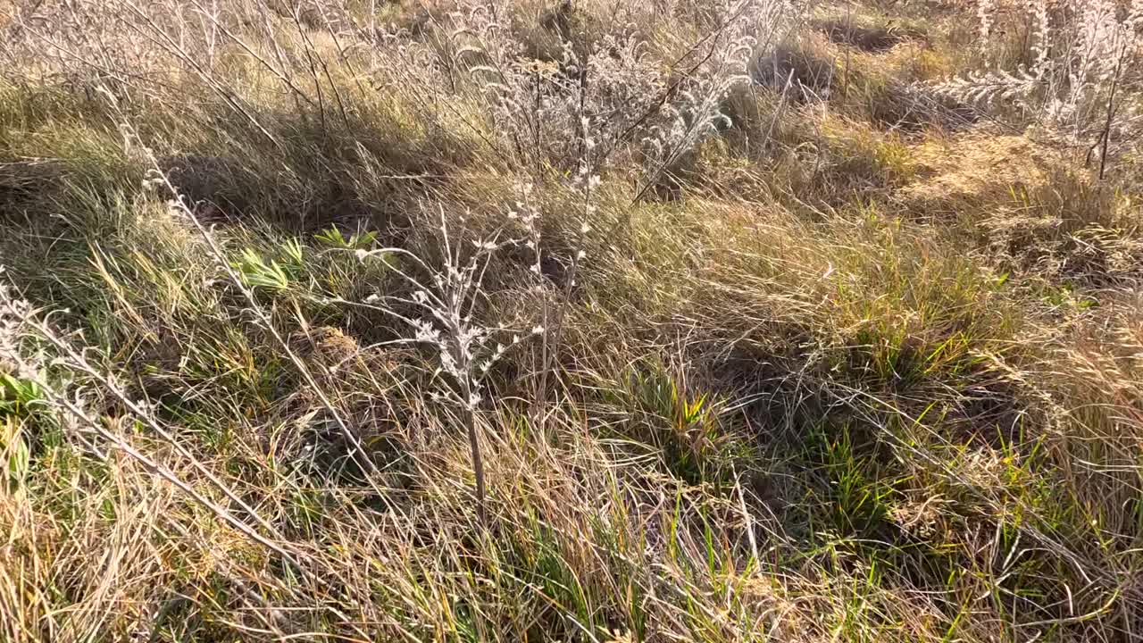 Camera moves steadily through dry, golden grass and wildflowers in a sunlit, windy field, highlighting natural textures and dynamic plant movement