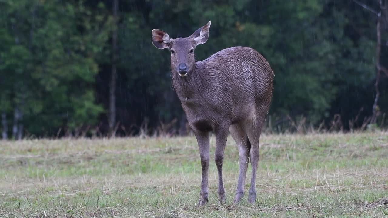 el ciervo sambar es una especie vulnerable debido a la pérdida de hábitat y la caza