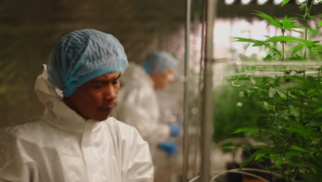 cannabis cultivator pruning plants in indoor facility
