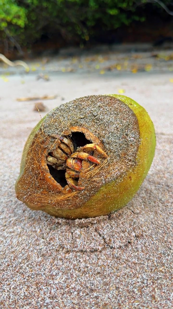 Hermit crab inside a coconut shell on a sandy beach. Macro detail of a hermit crab seeking shelter within a hollowed out coconut on the sand in Costa Rica.