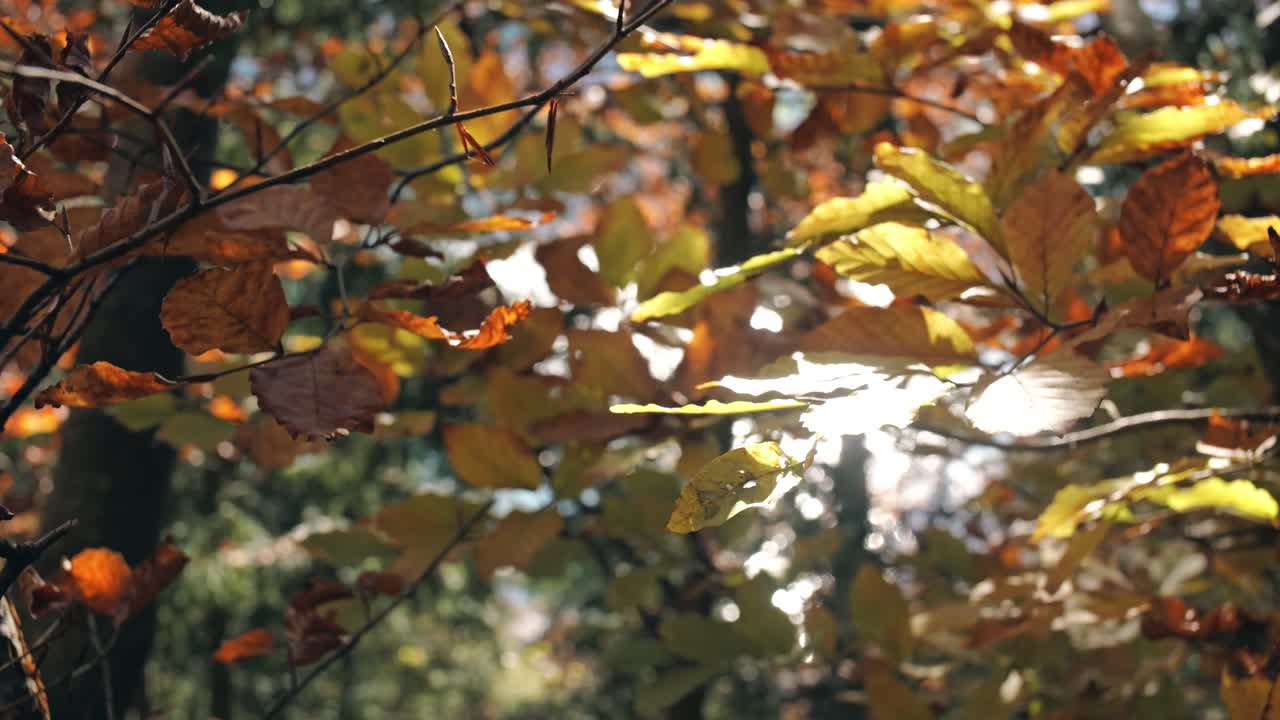 Autumn in Walenstadt, St. Gallen, Switzerland. Vibrant leaves dance in the breeze, bathed in warm sunlight. A symphony of colors and textures.