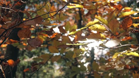 autumn in walenstadt, st. gallen, switzerland. vibrant leaves dance in the breeze, bathed in warm sunlight. a symphony of colors and textures.