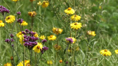 wildflowers swaying gently in the wind