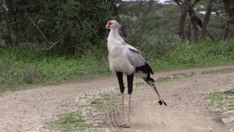 secretarybird-on-dirt-road,-watching-surrounding-area,-cleaning-plumage,-long-shot-during-green-season