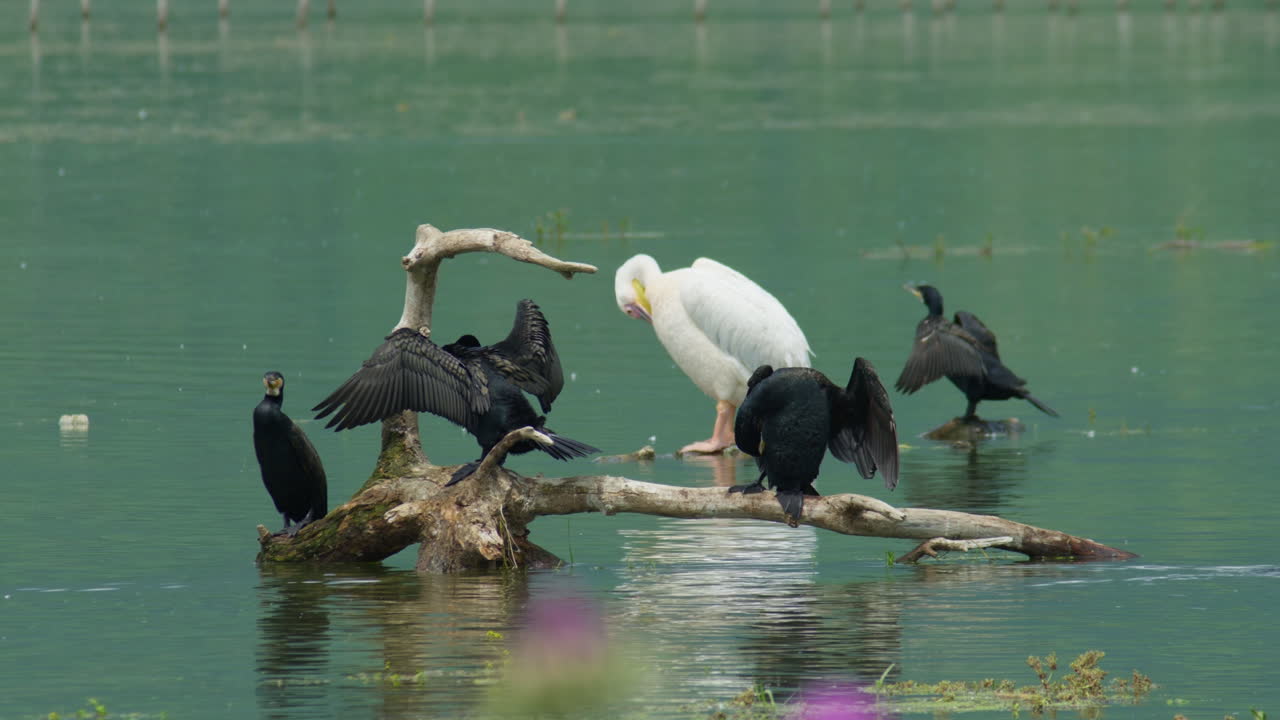 grupo de cormoranes pelícano rosa sentado en una rama del lago kerkini grecia