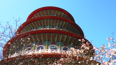 la flor del cerezo sakura en el templo de tian yuan, taiwán