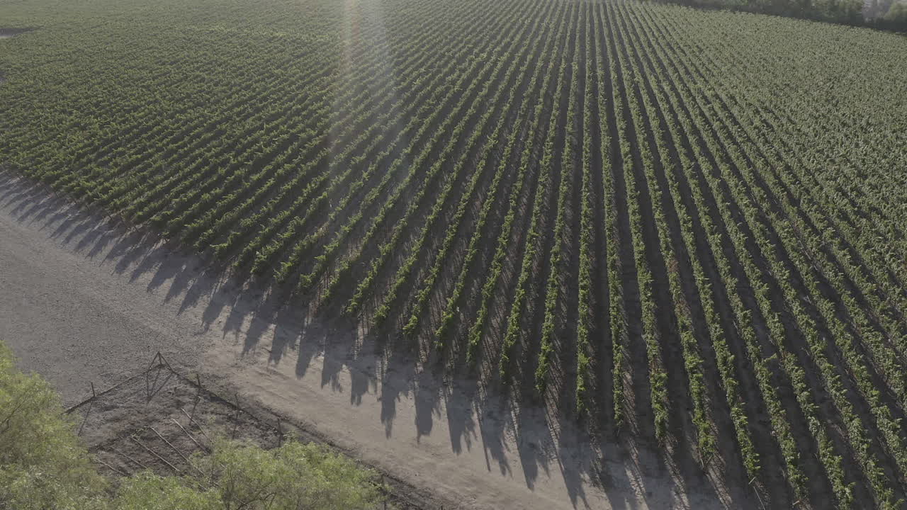 Drone flies through pepper trees, revealing expansive vineyard rows under sunlight. The aerial perspective showcases the lush, orderly vineyard landscape.