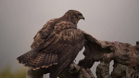 red kite sitting on tree trunk and eating prey