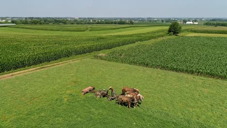 horses and amish worker engage in plowing the field with classic farm equipment