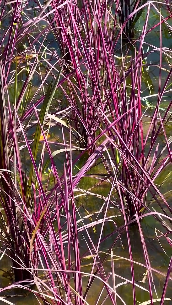 Piante di riso colorate che ondeggiano nell'acqua