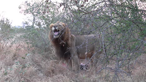 male lion scents something in grass and exhales steam in bushland