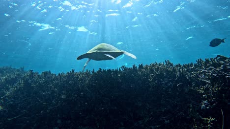 green sea turtles swimming into the distance in crystal clear water