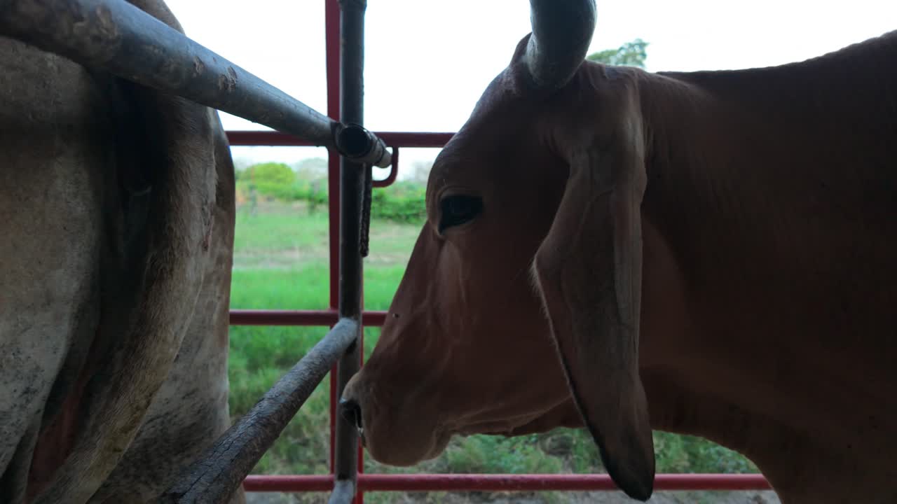 Brown cow close-up in cattle pen, peaceful moment on a rural farm at sunset