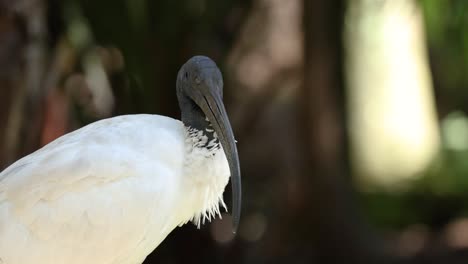 white ibis cleaning feathers in natural habitat