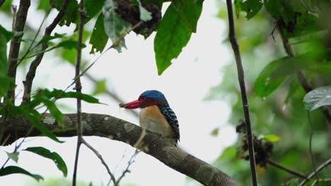 Auf-Einem-Gebogenen-Ast-Sitzend,-Mit-Essen-Im-Mund-Und-Dann-Hüpfend,-Um-Sich-Umzudrehen-Und-Seinen-Schönen-Rücken-Zu-Zeigen,-Gebänderter-Eisvogel-Lacedo-Pulchella,-Thailand