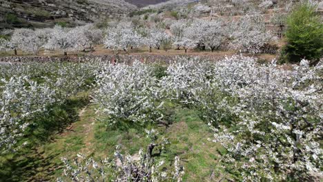 Wachsende-Kirschbäume-Im-Feld