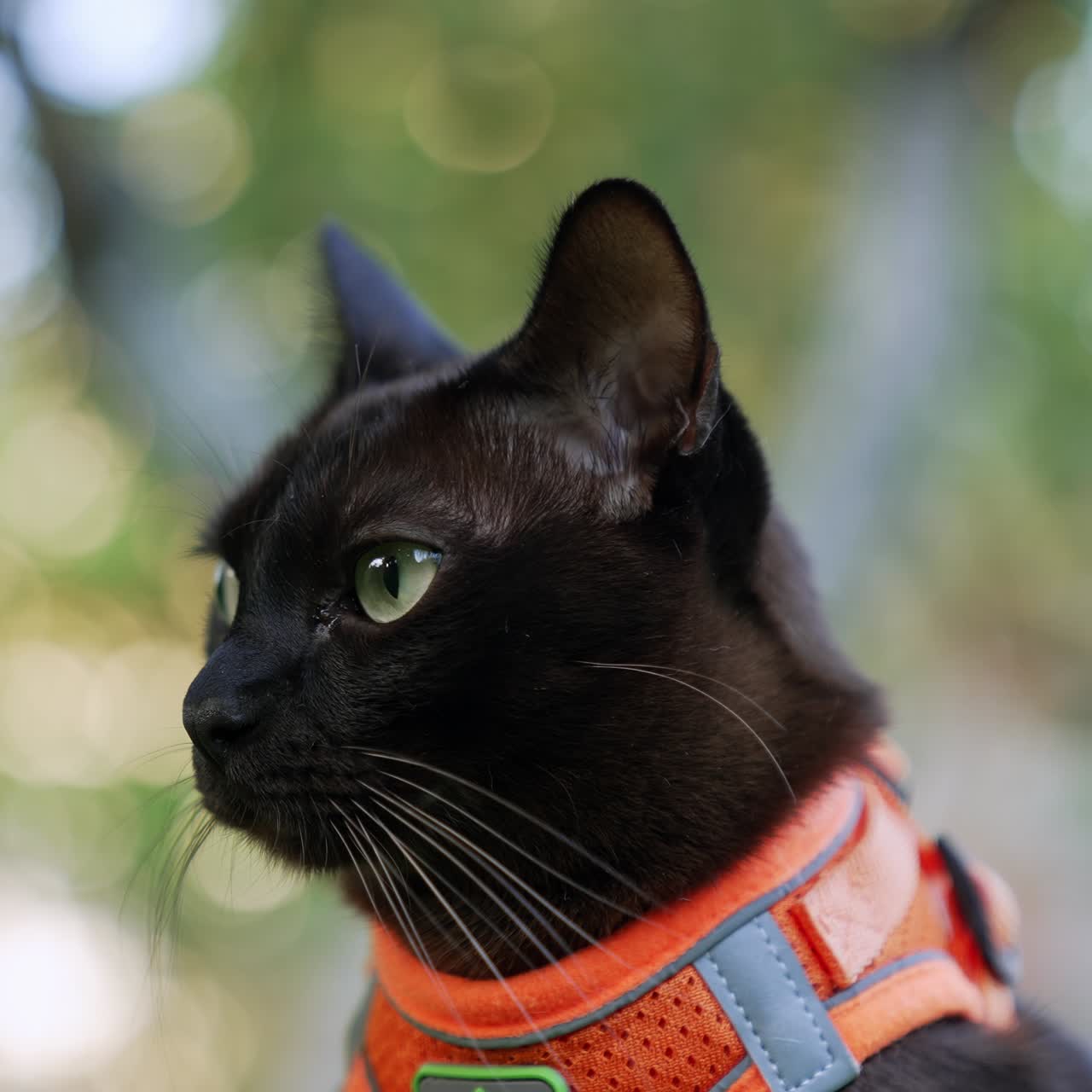 Calm yellow-eyed feline with long whiskers. Beautiful black domestic cat in orange harness looking around. Close up. Blurred backdrop