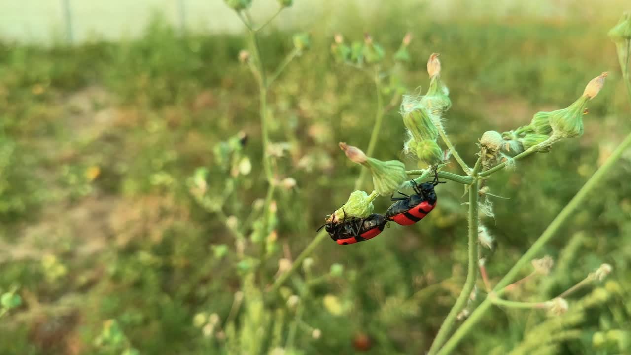 Closeup shot of black and red Poisonous Blister Beetle, Mylabris pustulata mating in the farm