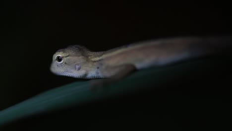 The-Oriental-Garden-Lizard-is-also-called-the-Eastern-Garden-Lizard,-Bloodsucker-and-Changeable-Lizard