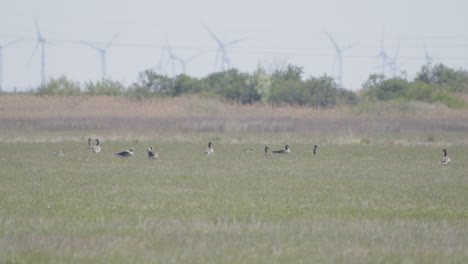 Big-group-of-Greylag-Goose-standing-in-front-of-wind-turbines-in-4K-Resolution