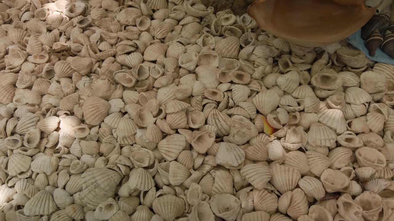 수백만 개의 조개껍질로 이루어진 파디우스 섬의 바닥 사진