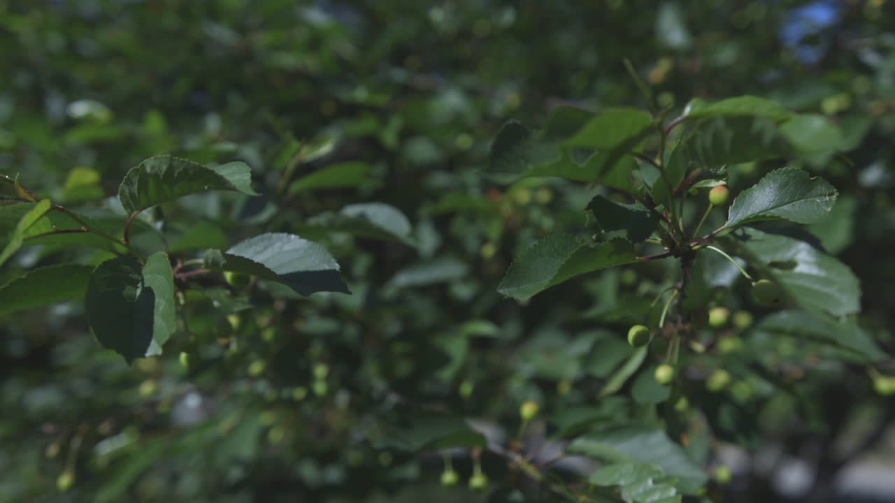 Unripened berries on a small bush