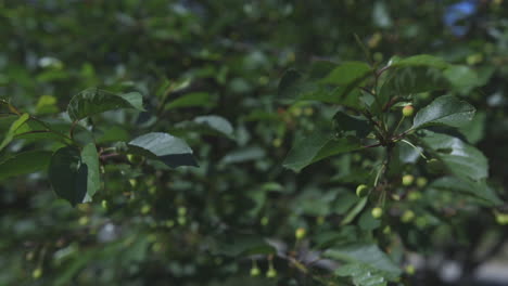 unripened berries on a small bush