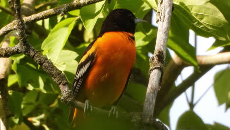 close up of baltimore oriole perched on branch with green vegetation as background