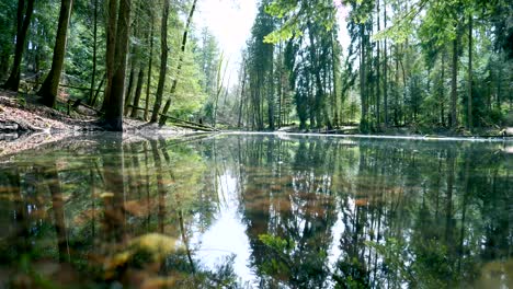 toma estática de lago claro natural en el bosque con reflejo solar en la superficie durante el verano