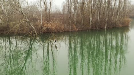 Aerial-–-Dramatic-and-cinematic-spotlight-shot-of-a-heron-laying-on-a-tree-in-the-middle-of-the-water