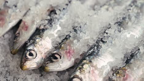 fresh sardines on ice