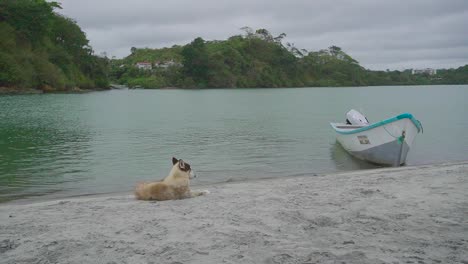 small boat and dog guarding it on sandy beach of ecuador, handheld shot