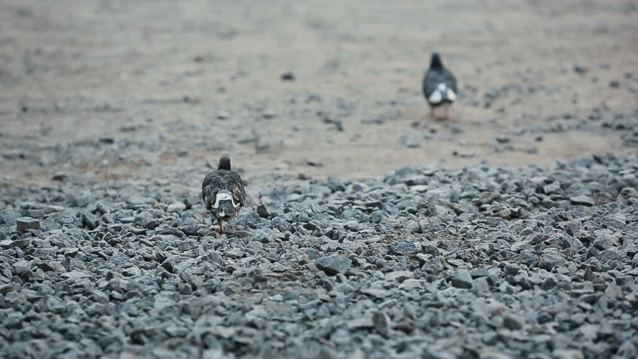 Pigeon Walking On A Gravel. Feral pigeon walking on a gravel like a boss