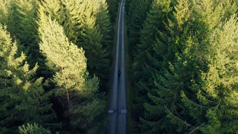 Vista-De-Drones-De-Un-Hombre-Con-Una-Mochila-Caminando-Por-Un-Camino-Recto-A-Través-De-Un-Bosque-Iluminado-Por-El-Sol