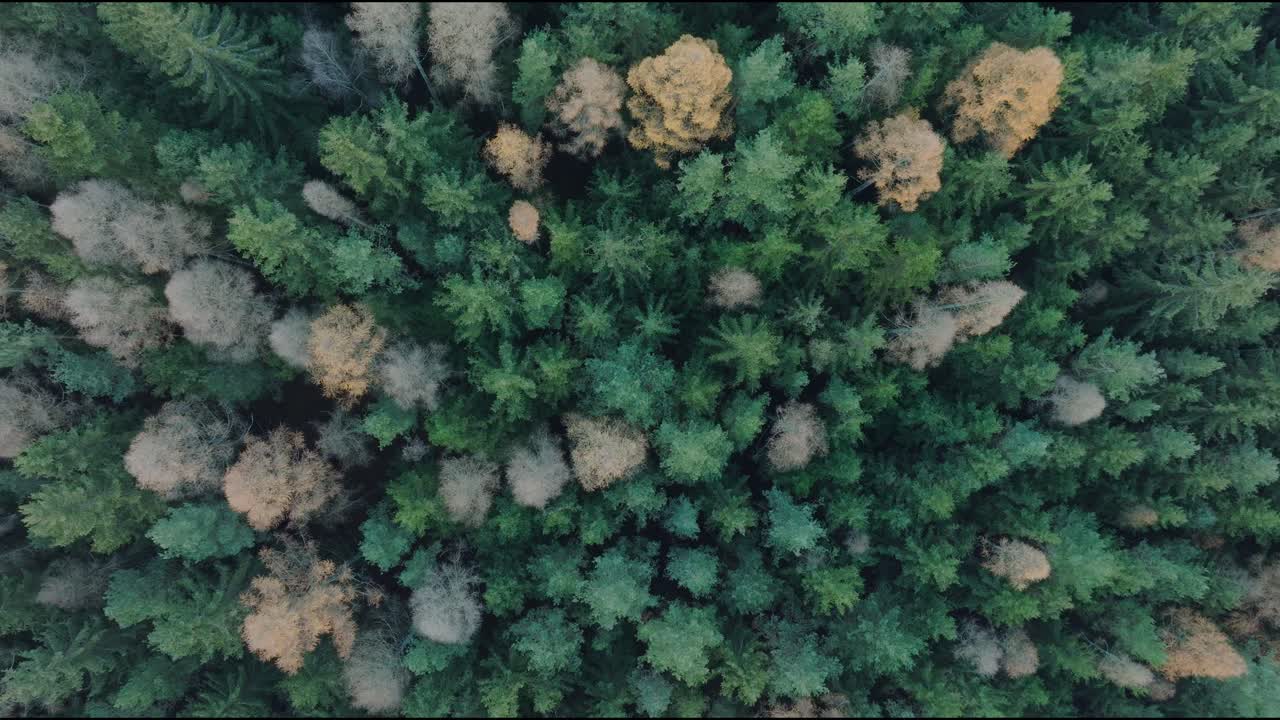 zoom aéreo de drones en la toma del bosque verde de verano con abetos y pinos desde arriba durante el día