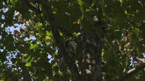 hawk in a tree
