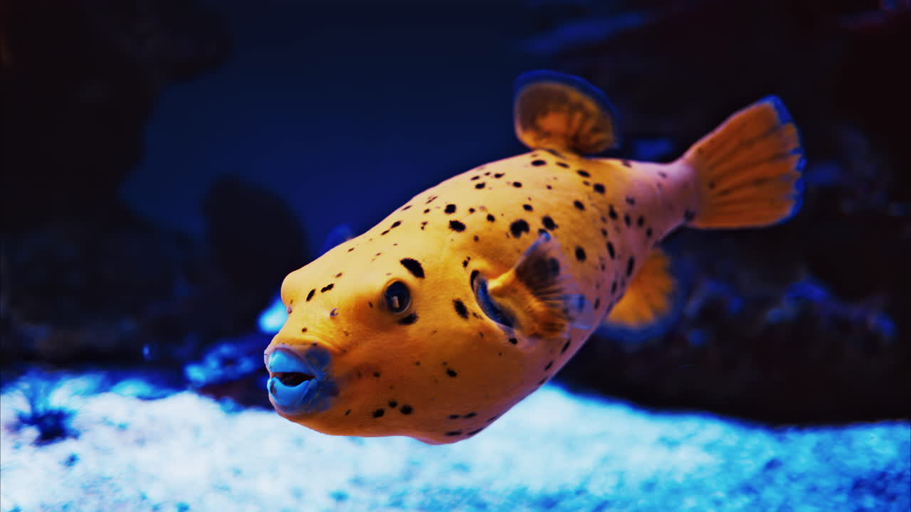 Close up of a Blackspotted puffer fish swimming near coral reefs