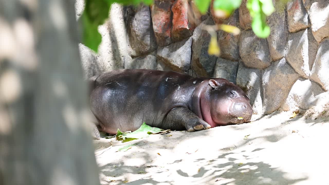 un hipopótamo bebé descansando en el zoológico