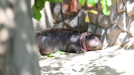 un hipopótamo bebé descansando en el zoológico