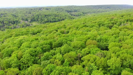 flying over green trees forest