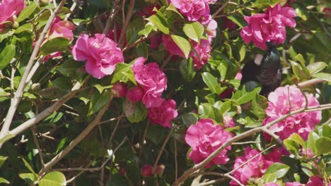 Un-Tui-Alimentándose-De-Un-árbol-De-Camelia