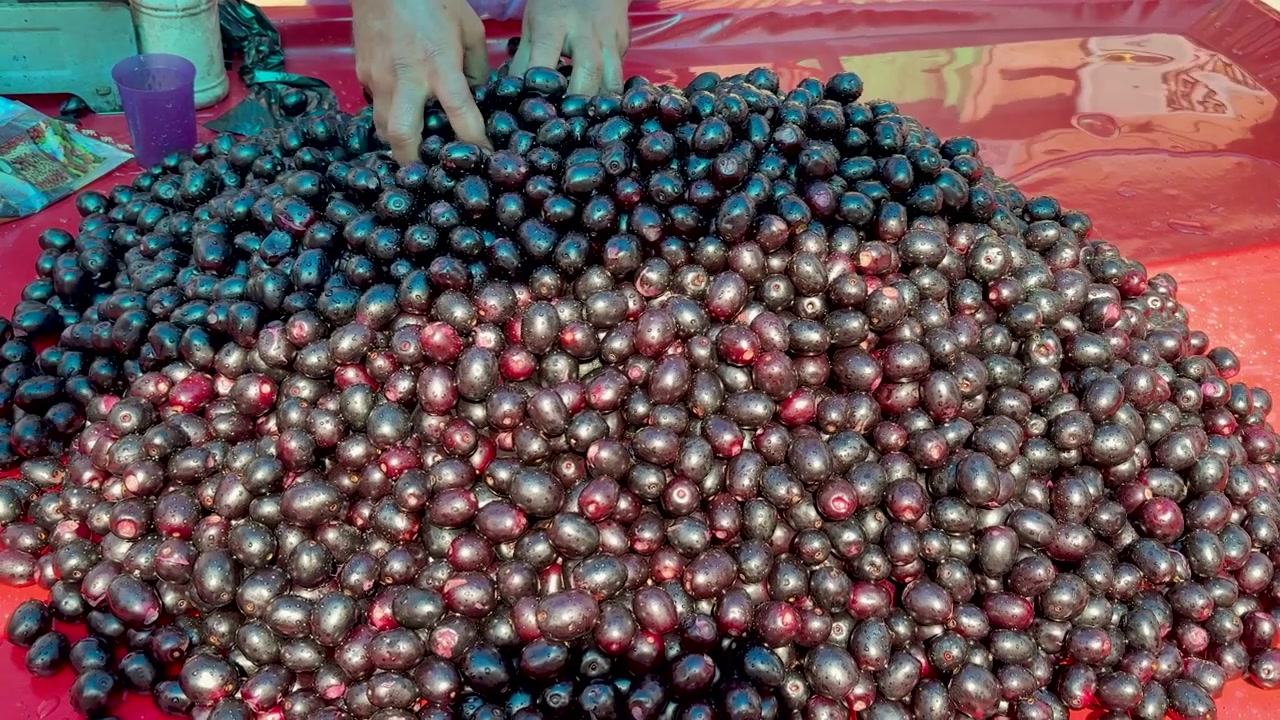 Close Up Of Fresh Java Plum Fruits With Water Droplets At Street Market Stall