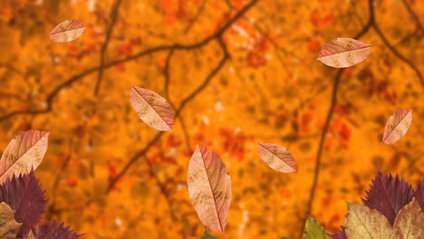 animation of leaves falling over autumn scenery