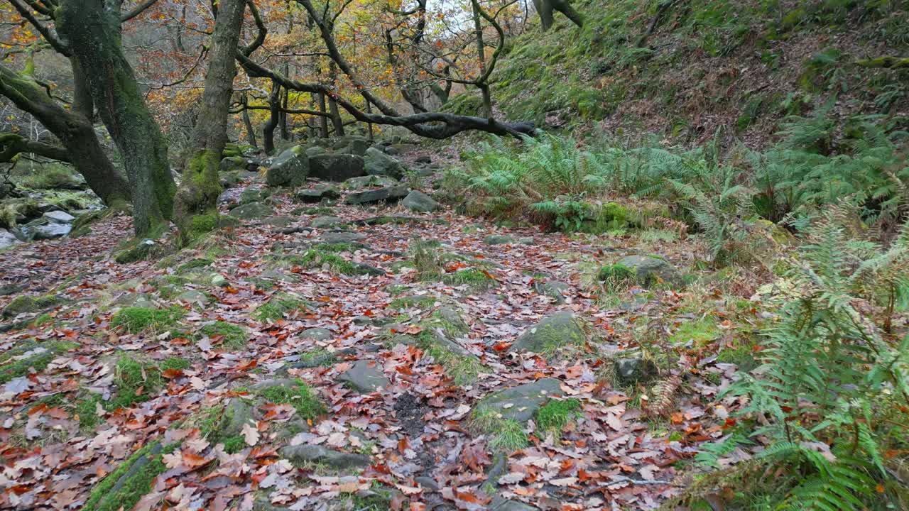 천천히 흐르는 하천, 황금색 오크 나무, 잎이 떨어지는 조용한 겨울 숲, 평화롭고 편안한 풍경을 제공합니다