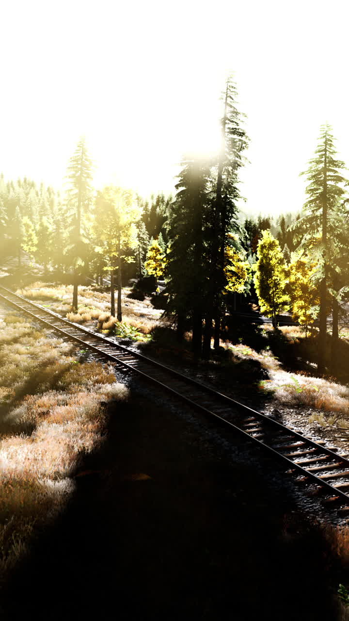 la luz del sol fluyendo a través de los árboles a lo largo de las vías del ferrocarril