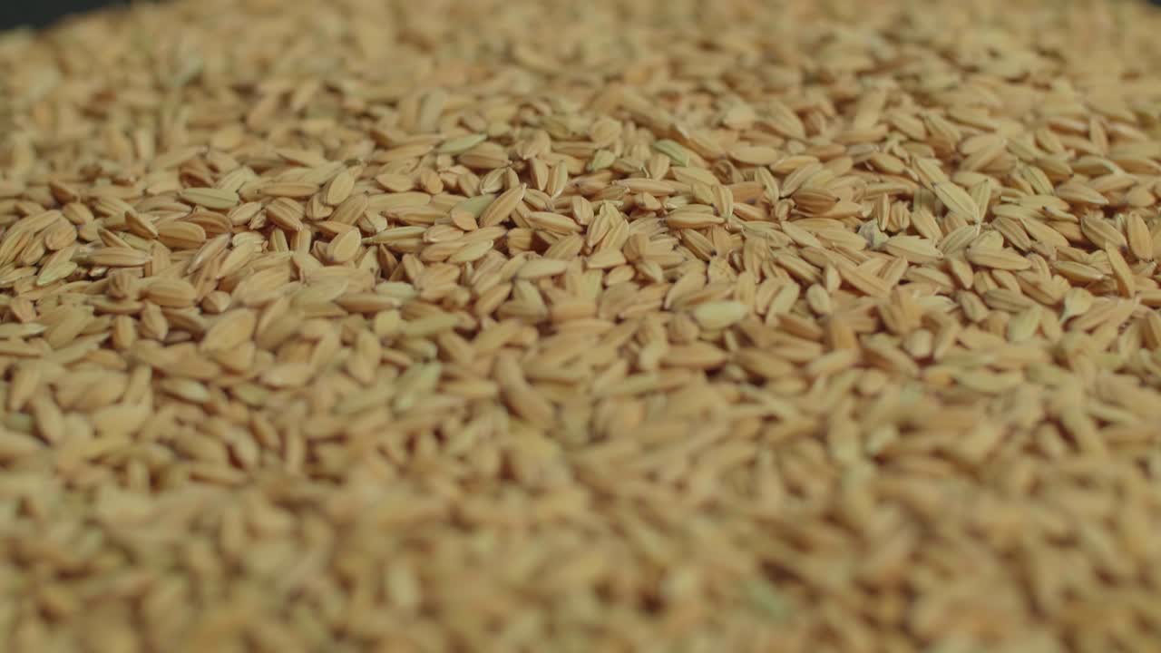 Dolly Shot Of Paddy Rice. Asian Main Food And Products