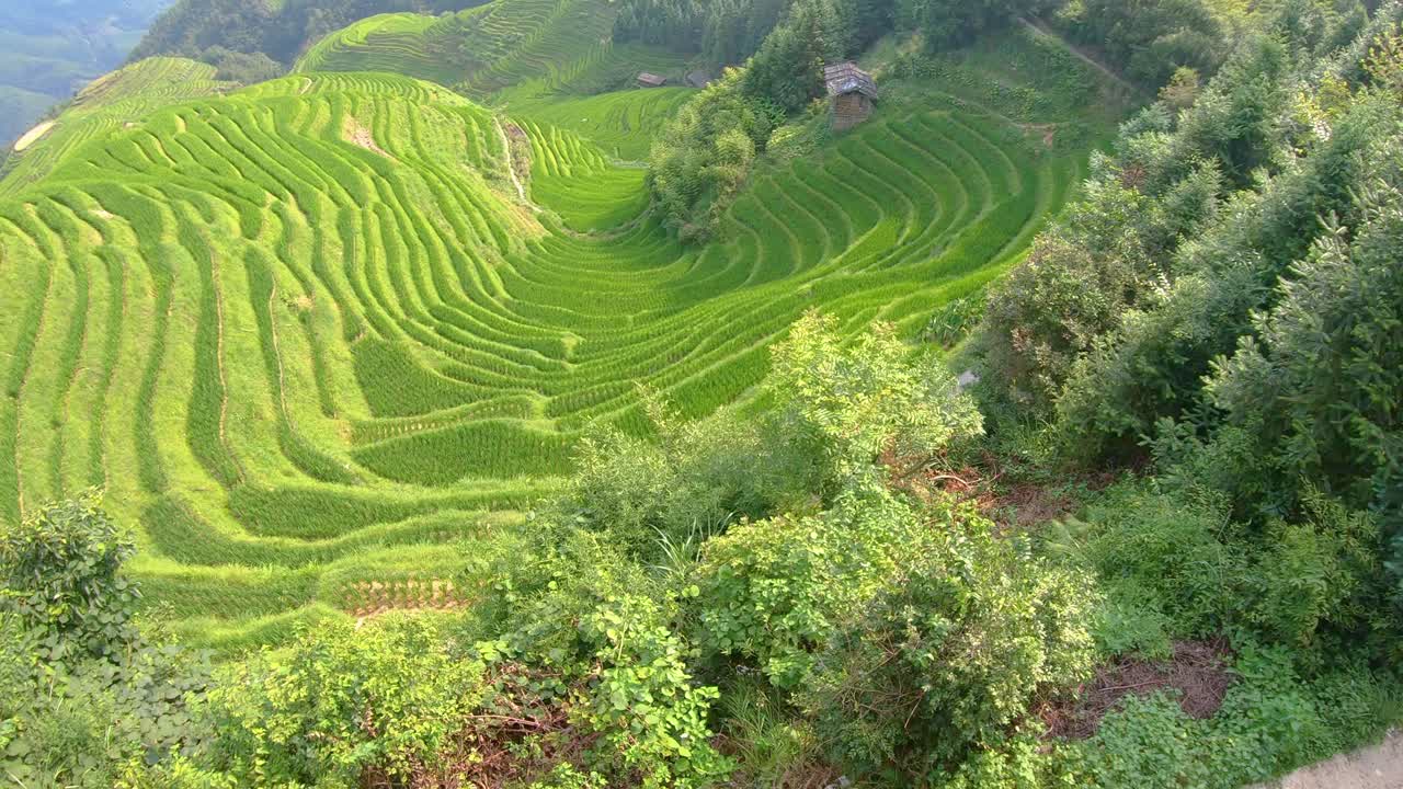 View of the beautifully scenic Seven Stars Accompany the Moon cascading layered Rice Terraces forming part of Longji Rice Terraces, Pingan village, northern Guilin, Guangxi Province, China