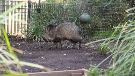 jabalí que se mueve en un recinto del zoológico